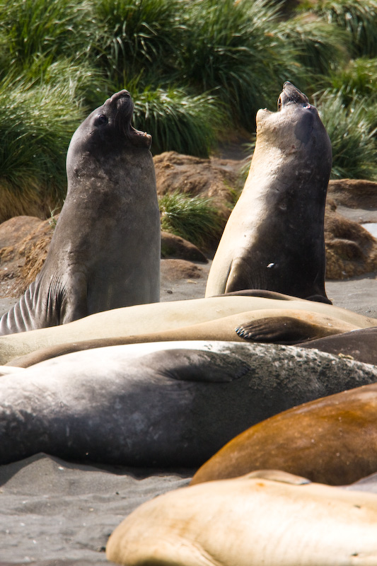 Southern Elephant Seals Sparring